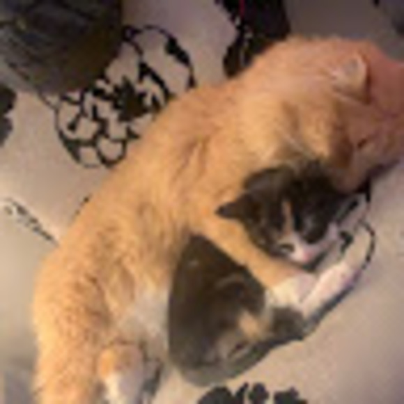 Meet your Posher, Callof - Picture 1 of 1